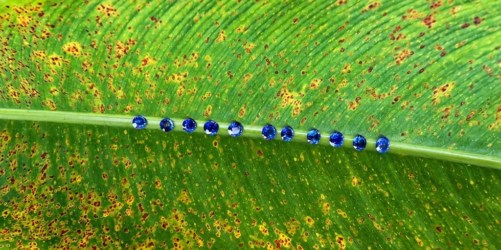 Curated Calibrated Ceylon Blue Sapphires on Leaf