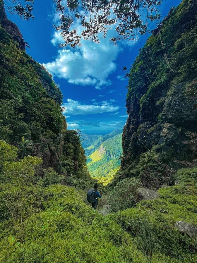 Sri Lanka Mountain Pass Biodiversity and Native Flora